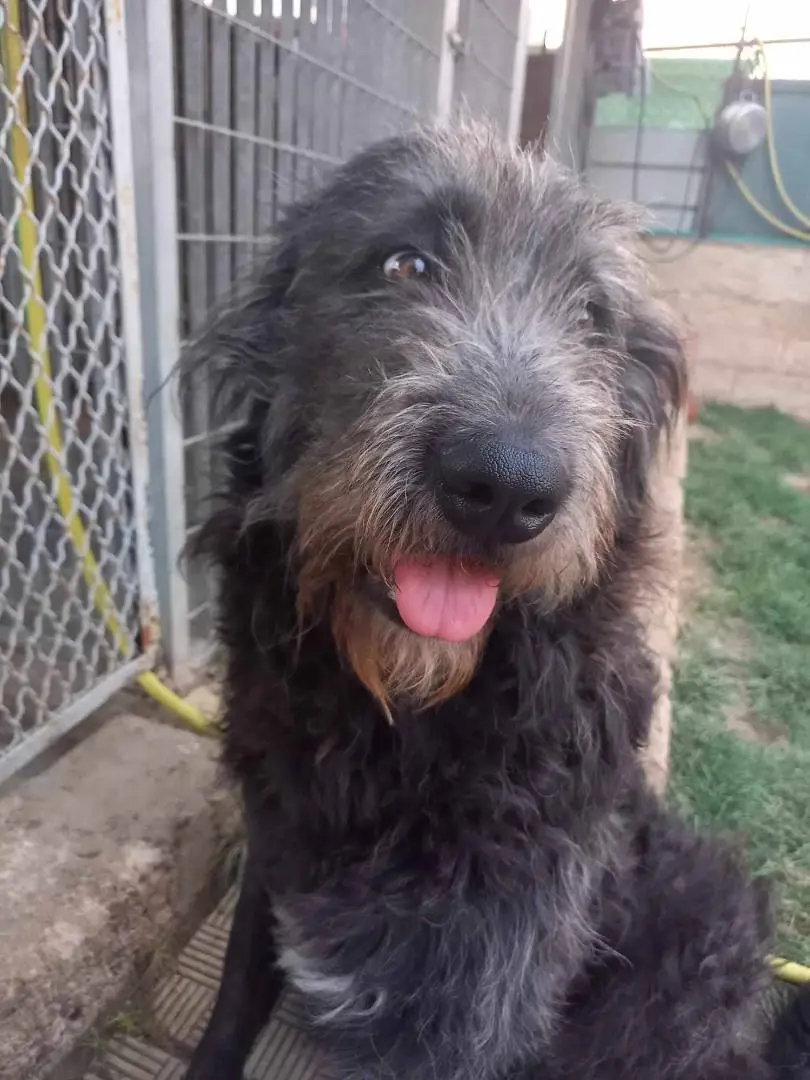 Adozione cane, femmina, meticcio, 6 anni e 1 mese, taglia grande, Catania