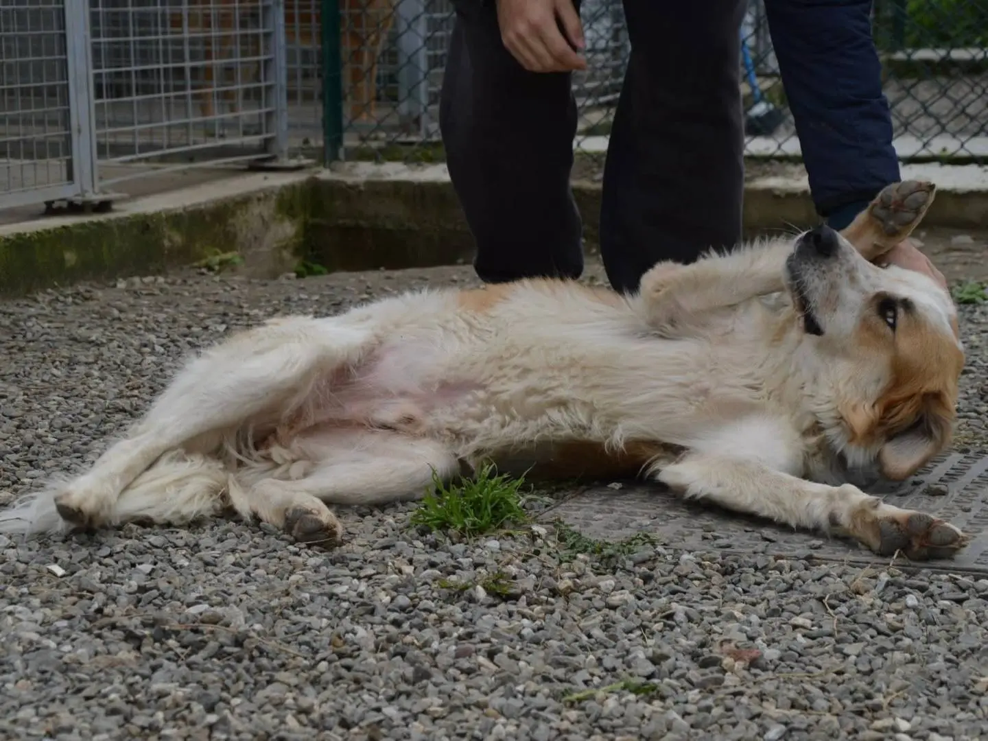 Foto 3 dell'animale
