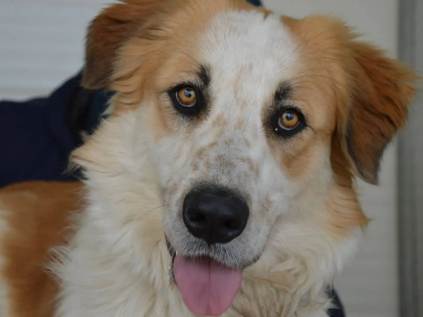 Adotta un cane, maschio, 1 anno e 9 mesi, Messina