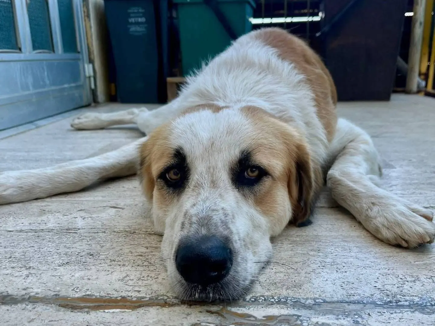 Adotta il cane Ulisse  a Messina