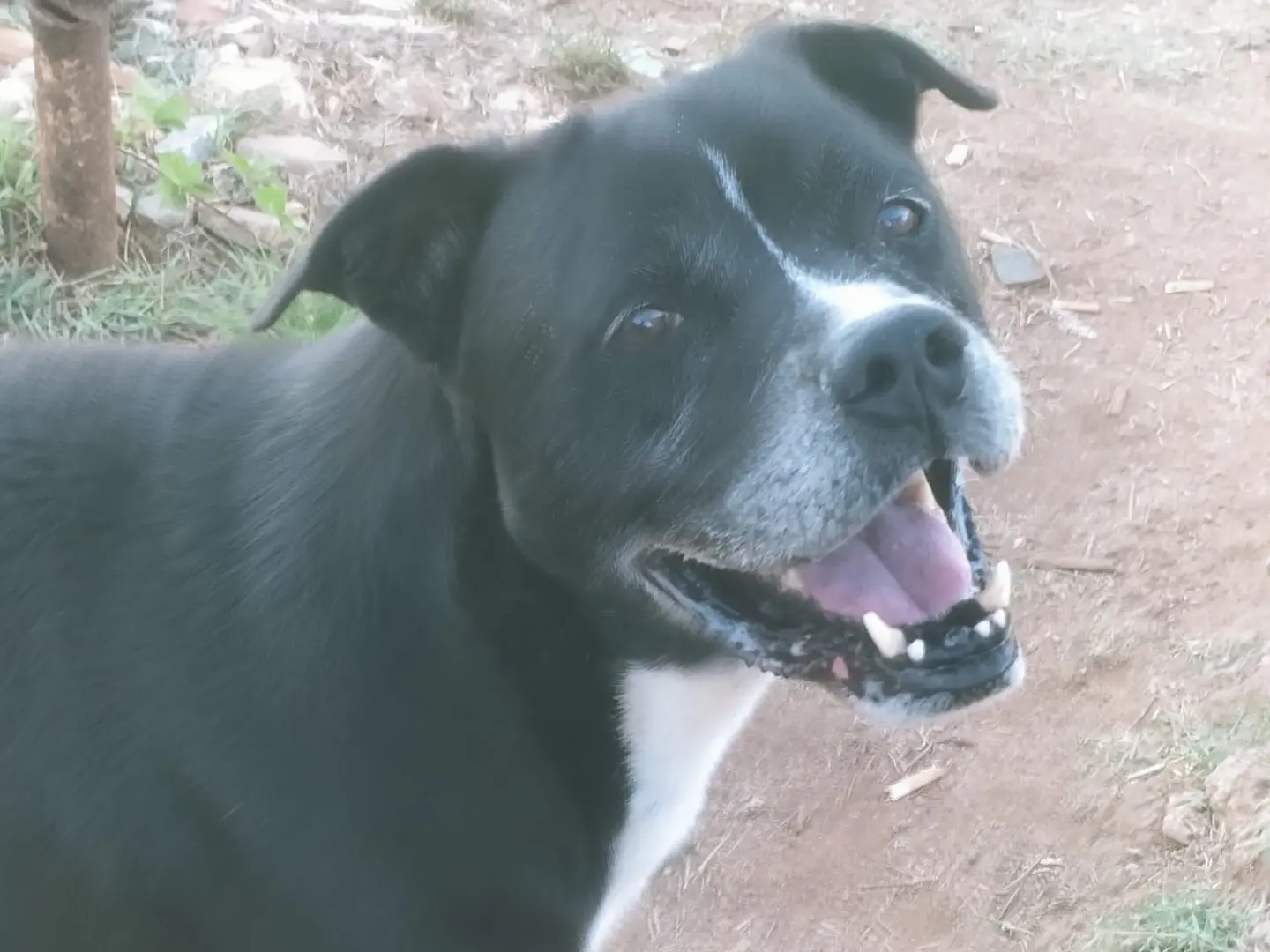 Adozione cane, maschio, Razza sconosciuta Razza sconosciuta, 9 anni e 9 mesi, taglia media, Vibo