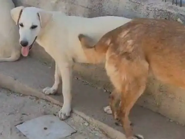 Adotta un cane, maschio, 1 anno e 7 mesi, Foggia
