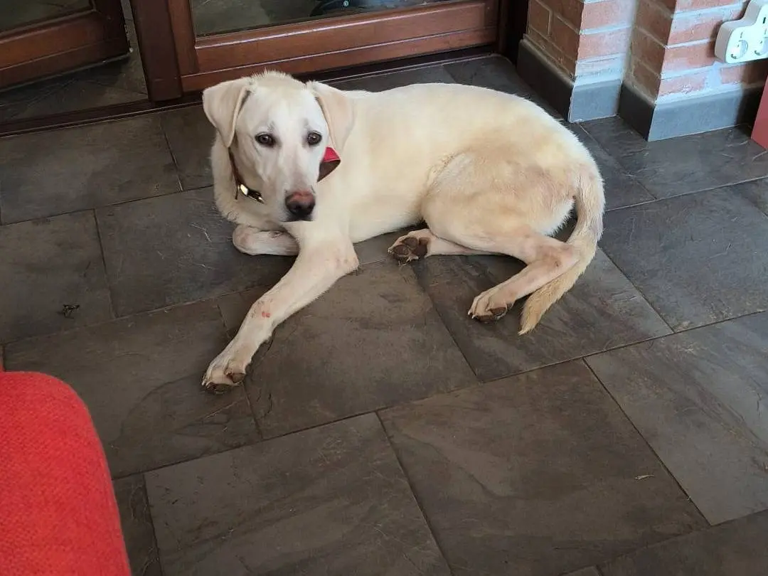 Adotta il cane GELSOMINO a Foggia