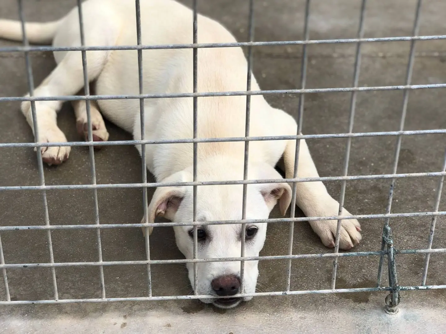 Adozione cane, maschio, Razza sconosciuta Razza sconosciuta, 1 anno e 7 mesi, taglia grande, Foggia