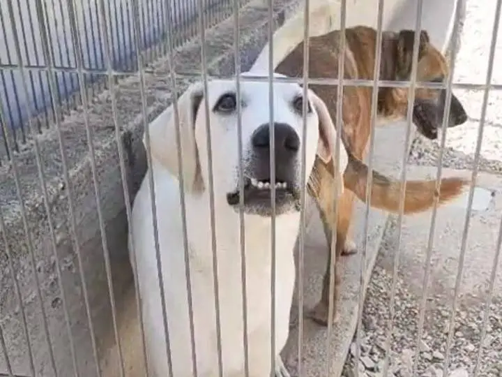 Adotta un cane, taglia grande, maschio, Foggia