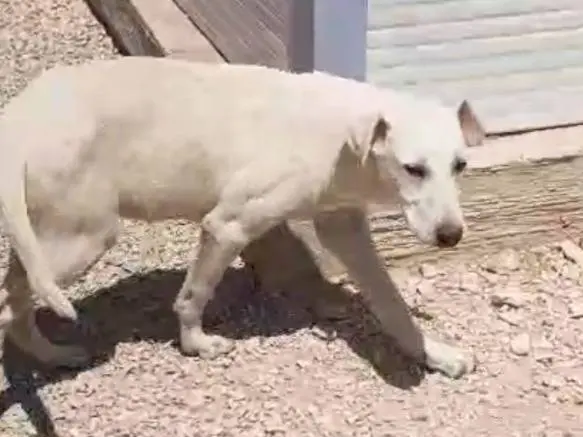 Vuoi adottare un cane a Foggia?