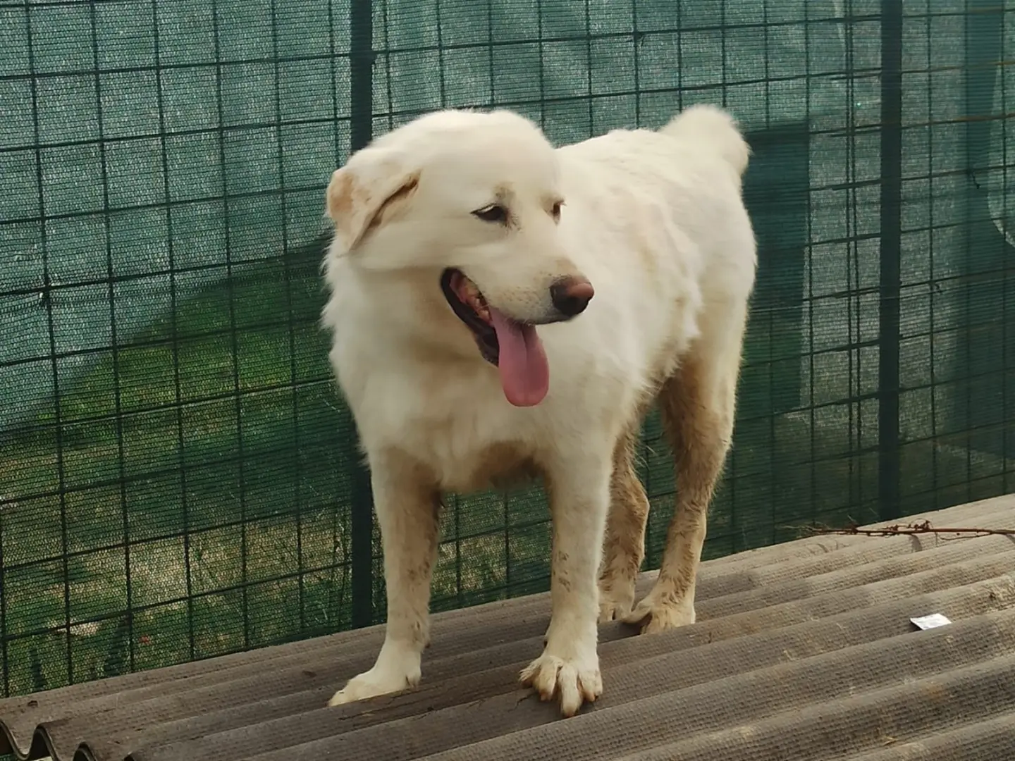 Adotta un cane, taglia media, maschio, Roma