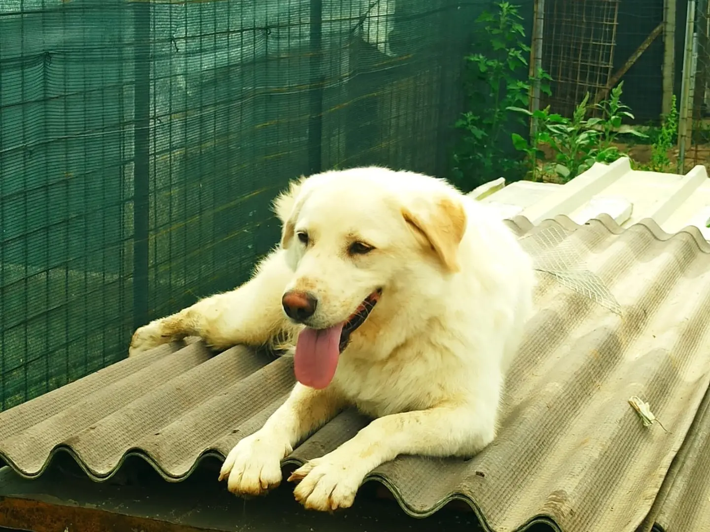 Adotta un cane, maschio, 3 anni e 5 mesi, Roma