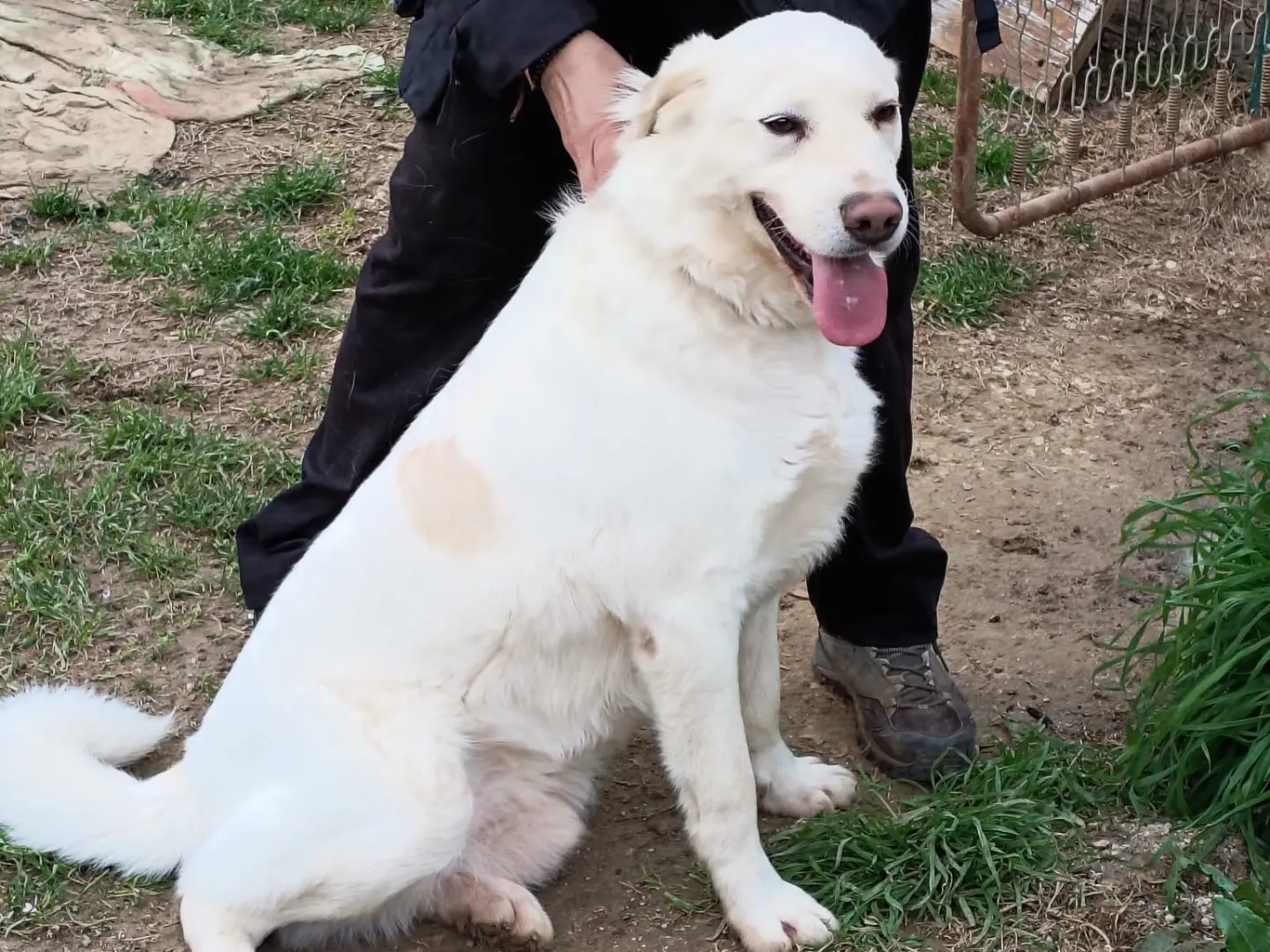Vuoi adottare un cane a Roma?