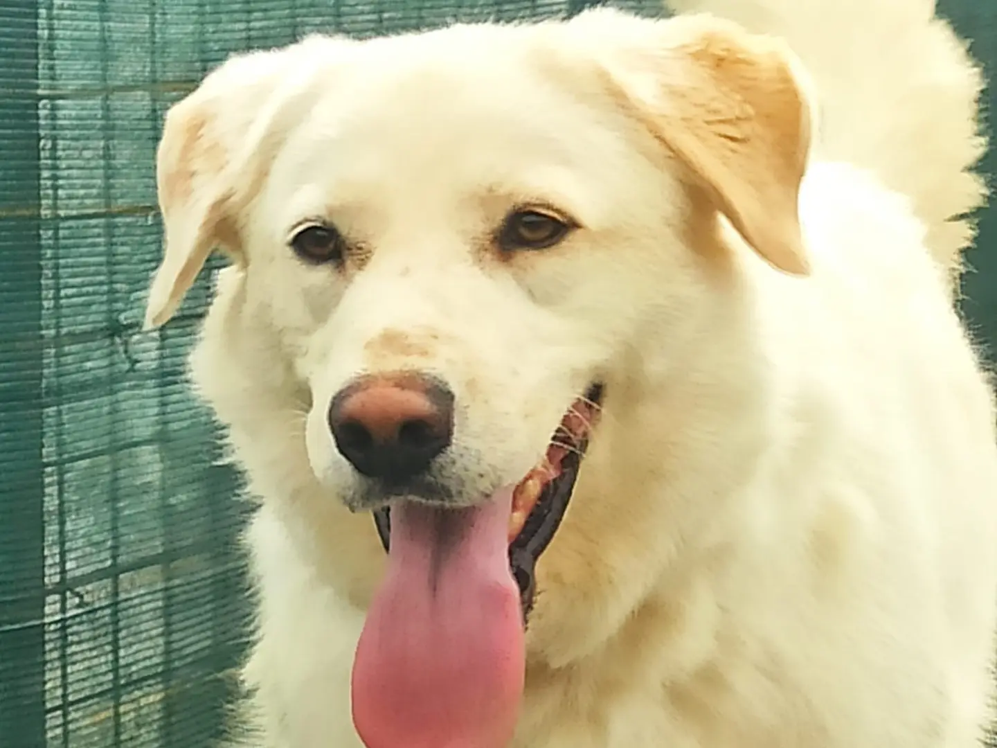 Adozione cane, maschio, Labrador Retriever Pastore maremmano, 3 anni e 5 mesi, taglia media, Roma