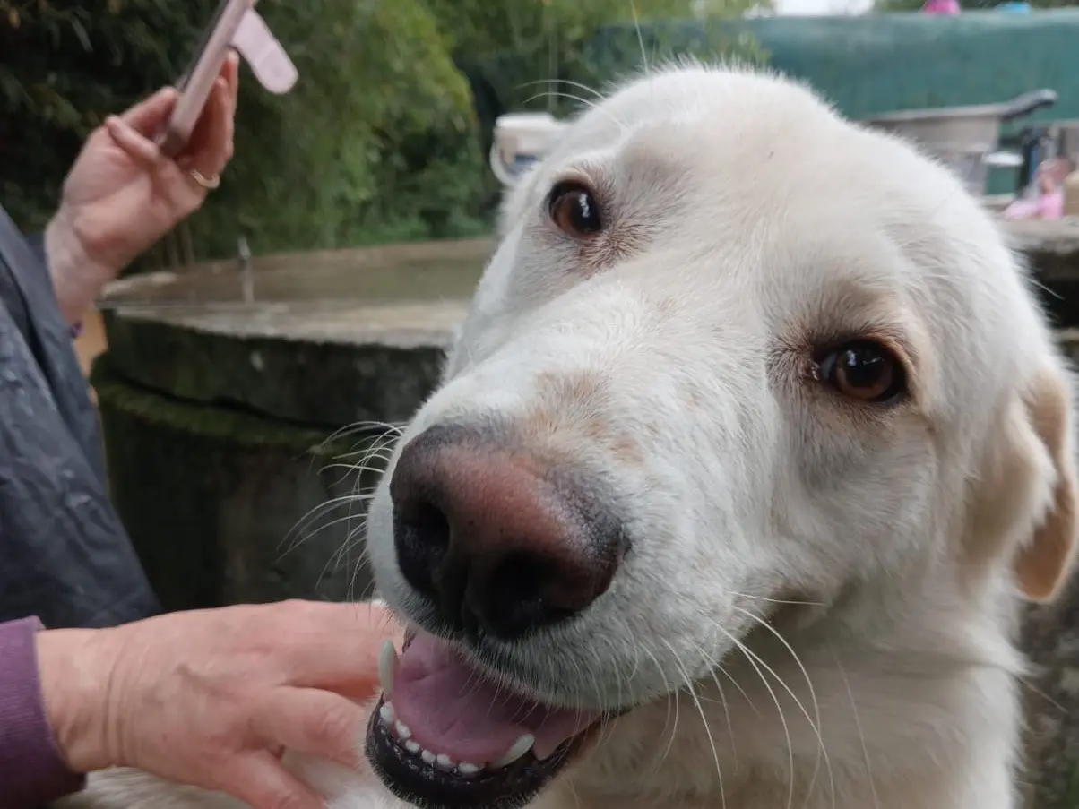 Adotta il cane Sale a Roma