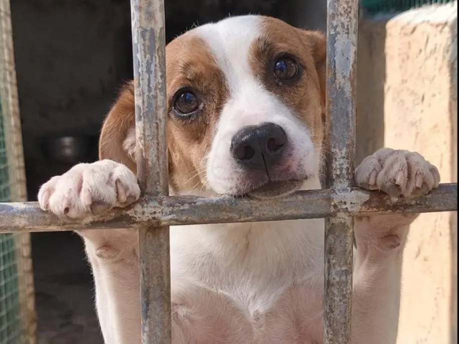 Adotta un cane, taglia piccola, maschio, Grosseto