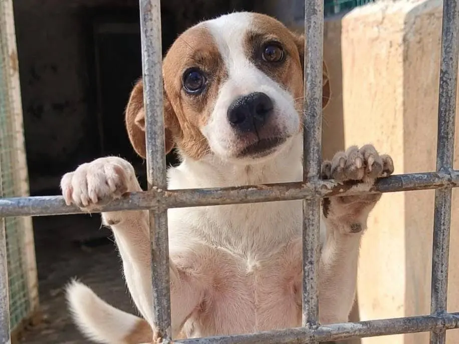 Adotta un cane, maschio, 4 anni e 1 mese, Grosseto