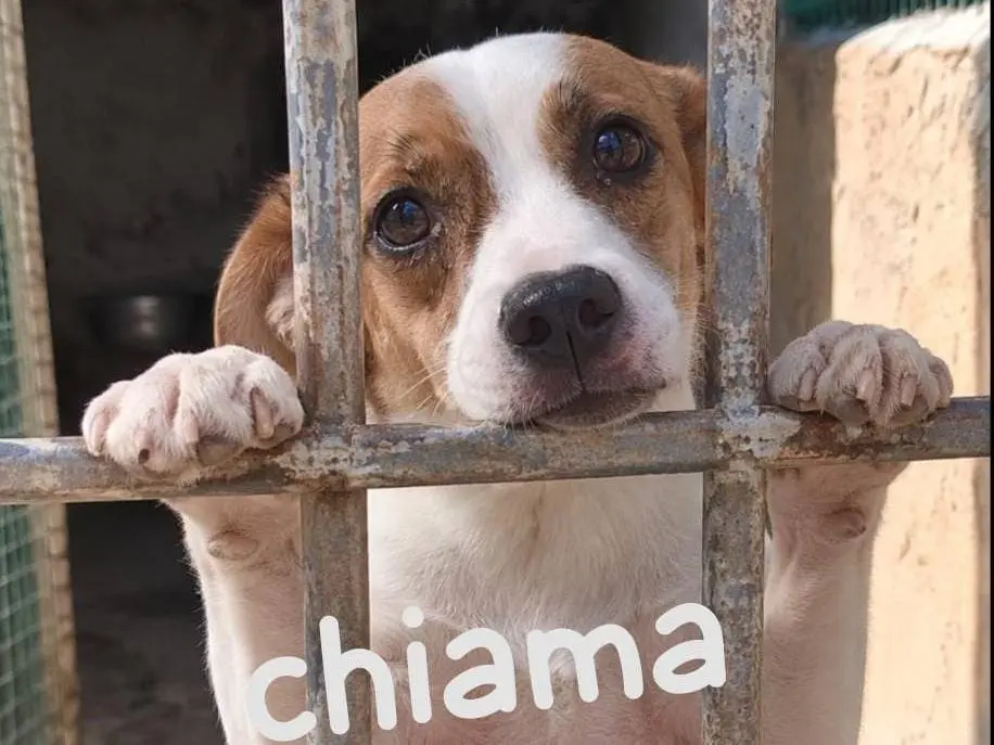 Adozione cane, maschio, Razza sconosciuta Razza sconosciuta, 4 anni e 1 mese, taglia piccola, Grosseto
