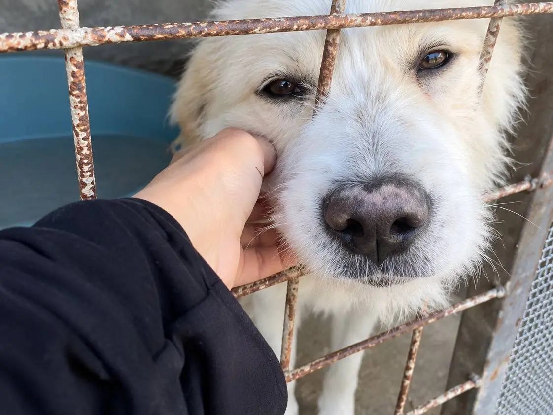 Vuoi adottare un cane a Avellino?