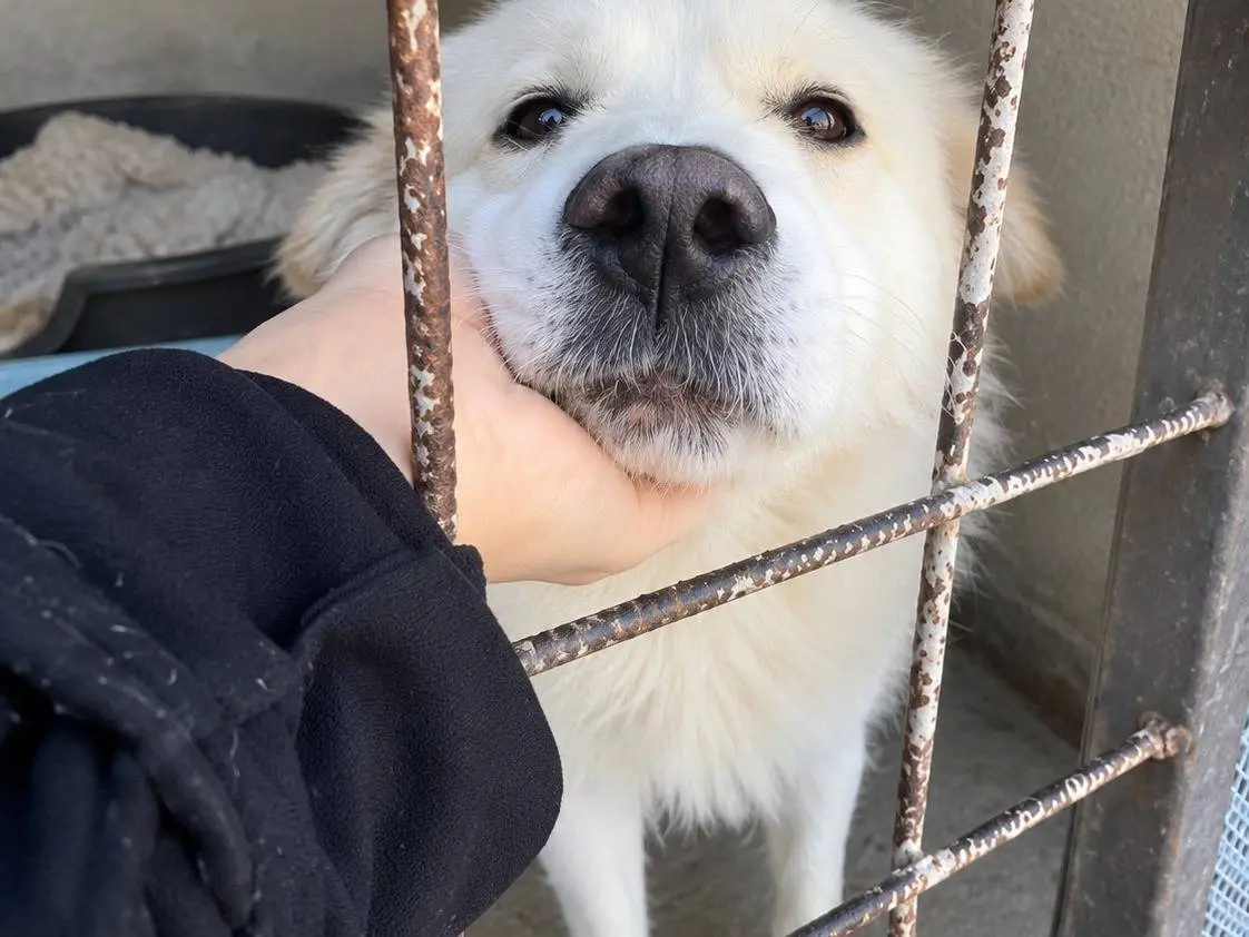 Adotta un cane, maschio, 2 anni, Avellino