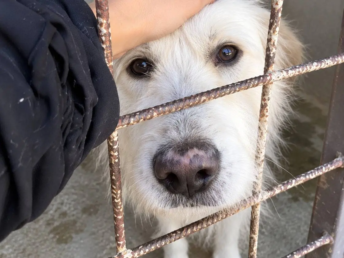 Adozione cane, maschio, Spinone Razza sconosciuta, 2 anni, taglia media, Avellino