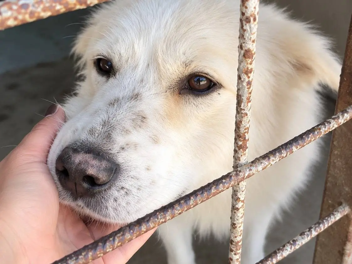 Adotta un cane, taglia media, maschio, Avellino