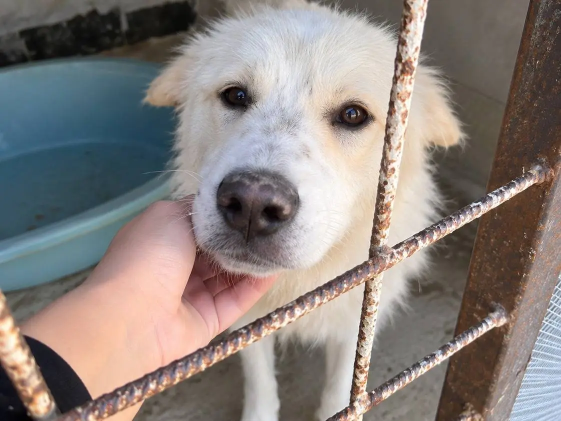 Adotta il cane NUBE a Avellino