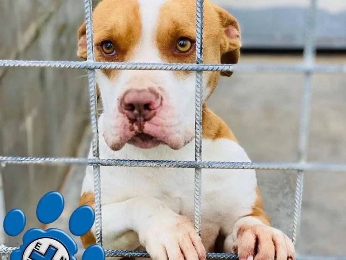 Adotta un cane, maschio, 7 anni, Frosinone
