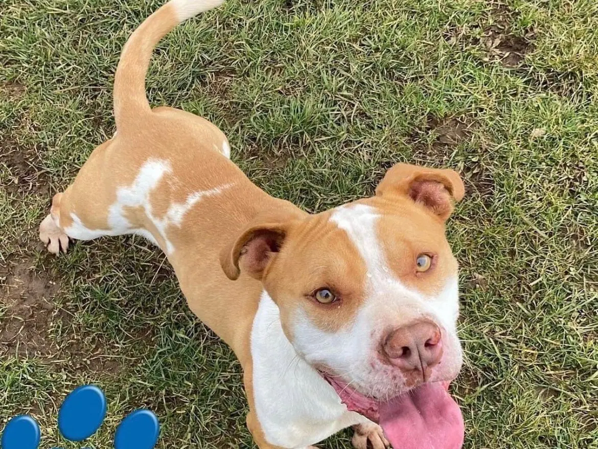 Adozione cane, maschio, Pitbull, 7 anni, taglia grande, Frosinone