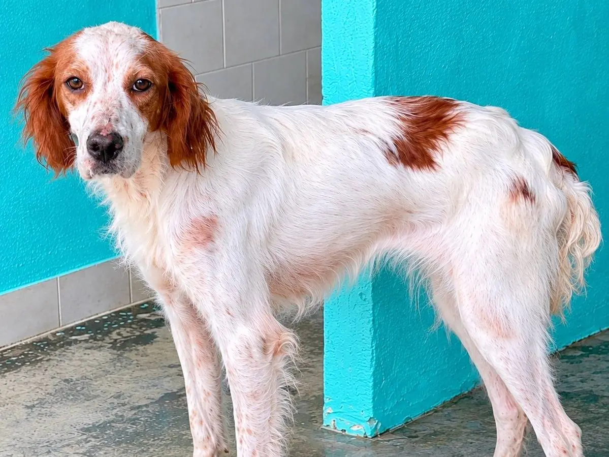 Adozione cane, femmina, Setter Inglese Razza sconosciuta, 4 anni, taglia media contenuta, Latina