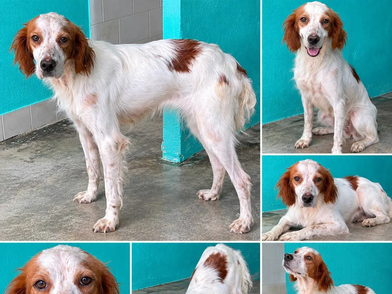 Adotta un cane, femmina, 4 anni, Latina