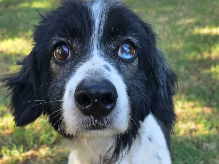 Adozione cane, maschio, Razza sconosciuta Razza sconosciuta, 8 anni e 2 mesi, taglia piccola, Pisa