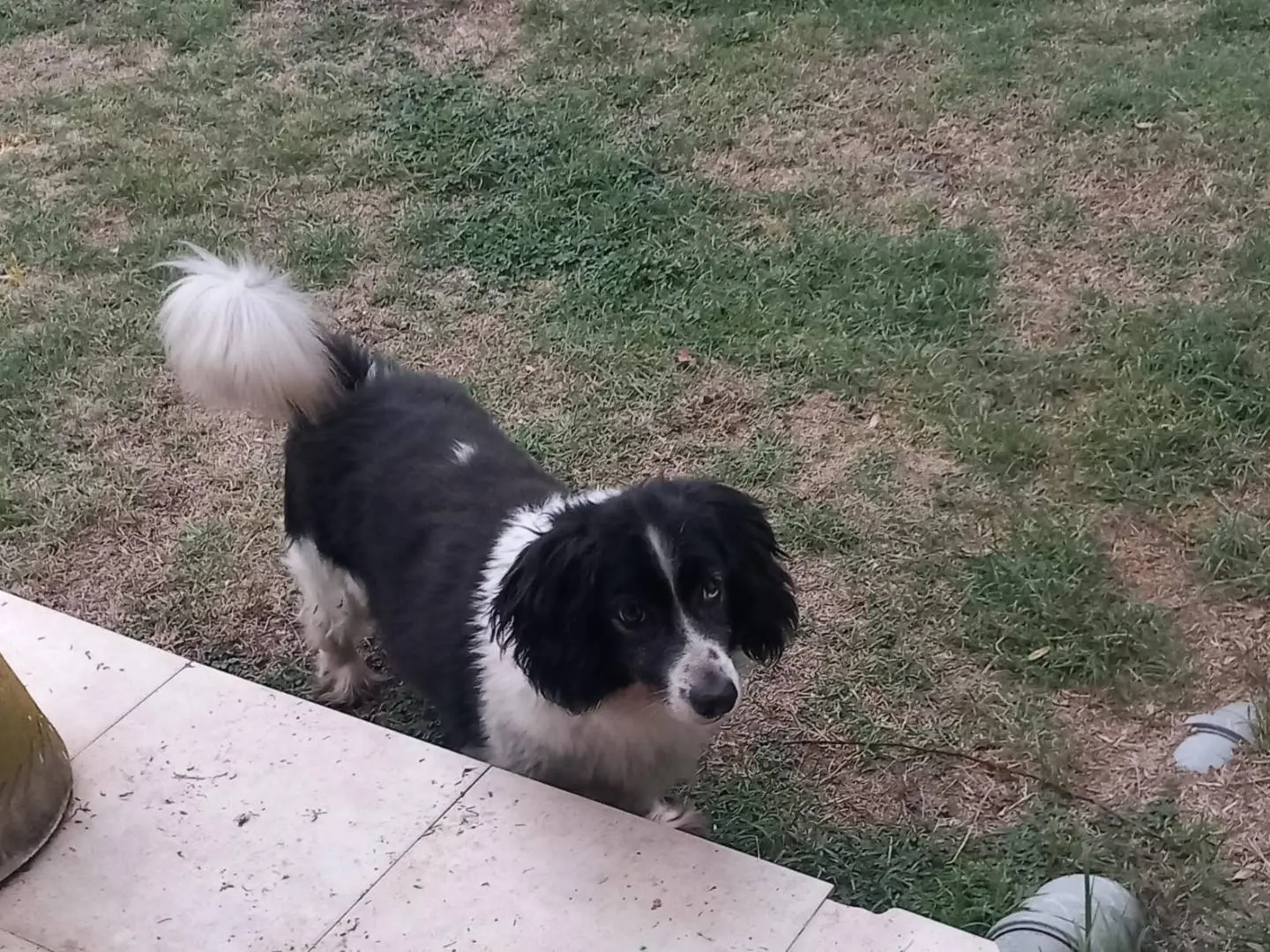 Adotta un cane, taglia piccola, maschio, Pisa