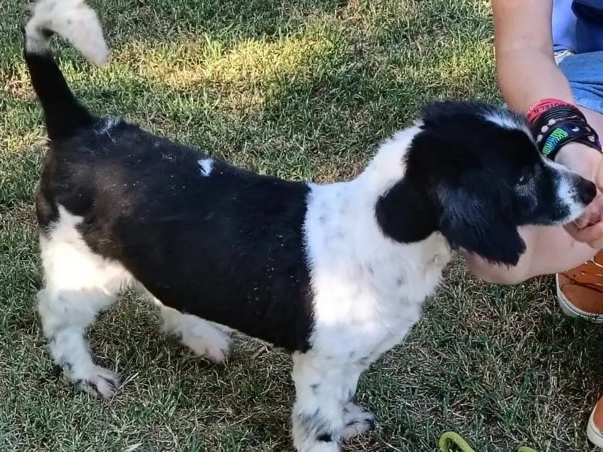 Adotta un cane, maschio, 8 anni e 2 mesi, Pisa