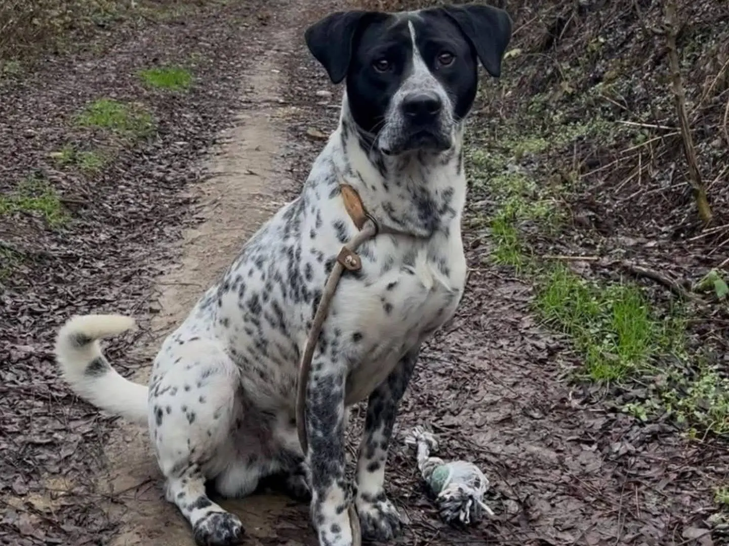Vuoi adottare un cane a Torino?