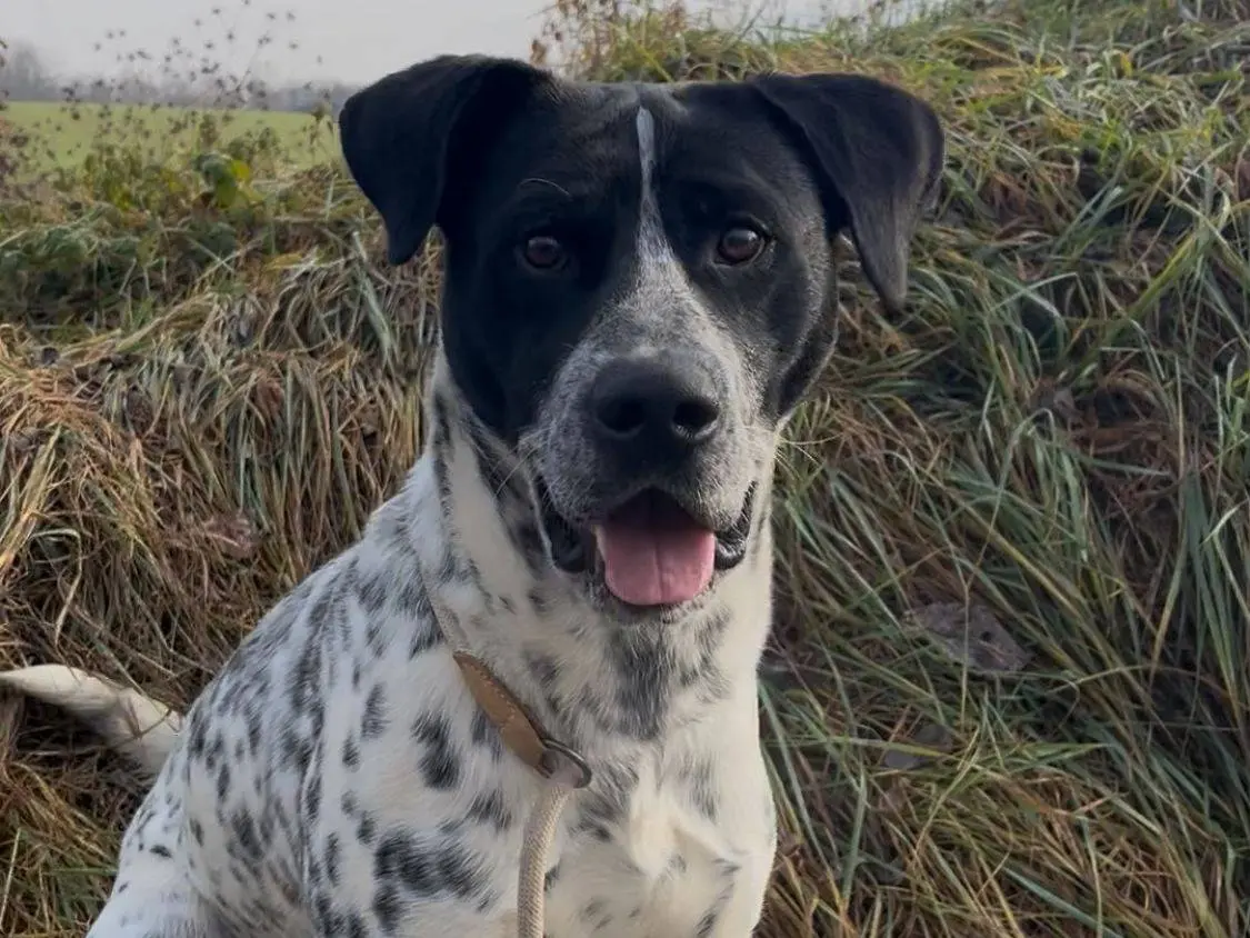 Adotta un cane, maschio, 2 anni, Torino