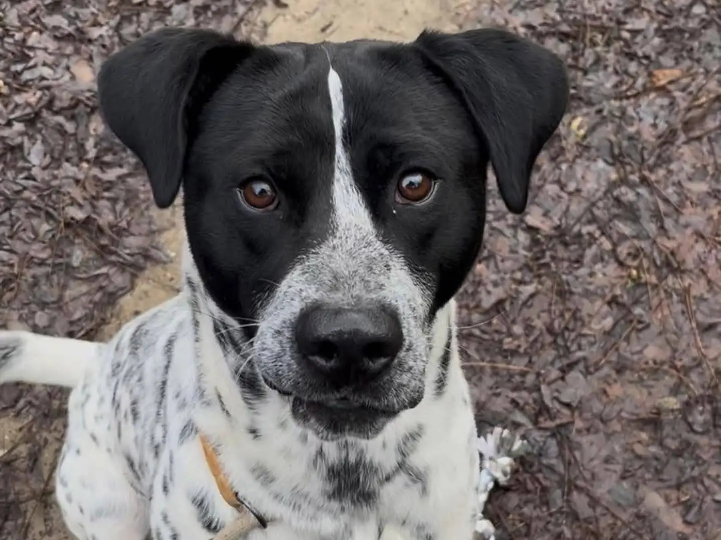 Adozione cane, maschio, Razza sconosciuta Razza sconosciuta, 2 anni, taglia grande, Torino