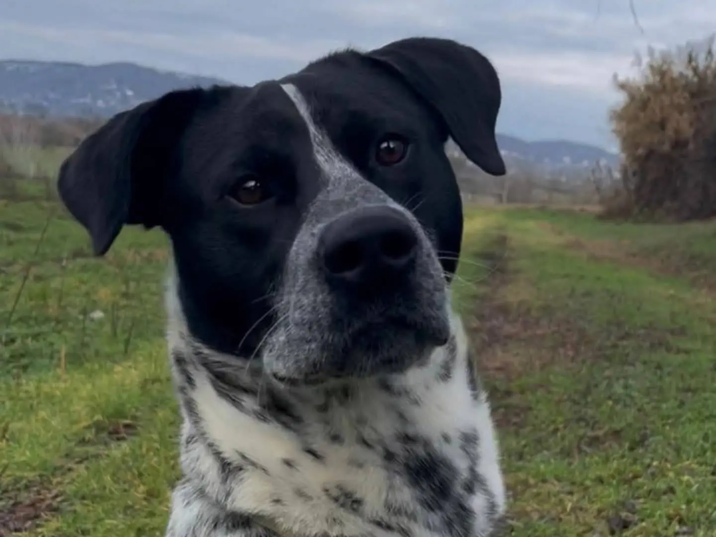 Adotta un cane, taglia grande, maschio, Torino