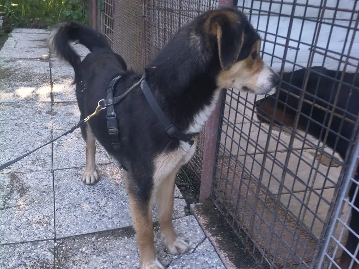 Foto 3 dell'animale