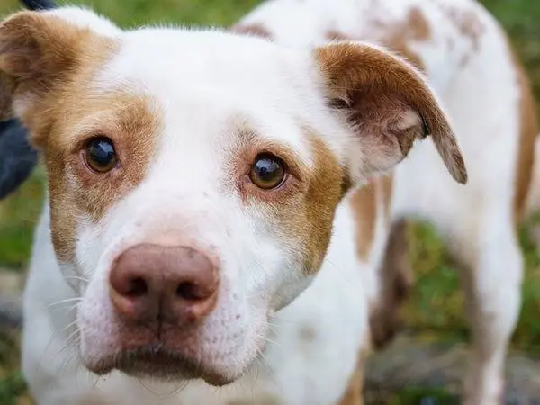Adotta un cane, femmina, 10 anni e 11 mesi, Milano