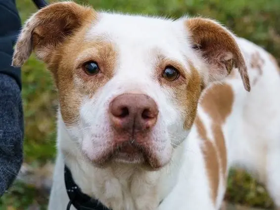 Adozione cane, femmina, Razza sconosciuta Razza sconosciuta, 10 anni e 11 mesi, taglia media, Milano