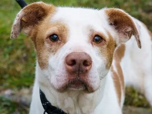 Vuoi adottare un cane a Milano?