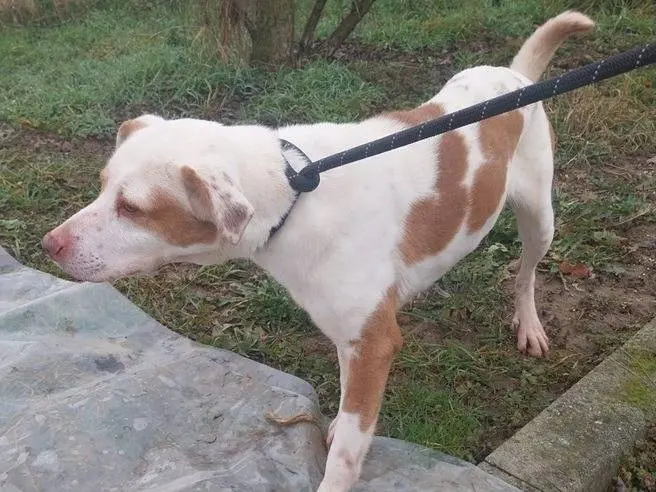 Adotta un cane, taglia media, femmina, Milano