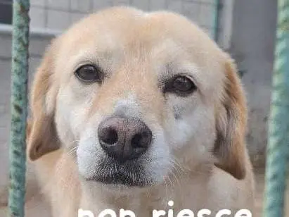 Adozione cane, maschio, Razza sconosciuta Razza sconosciuta, 10 anni e 2 mesi, taglia media contenuta, Arezzo