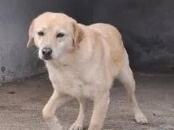 Vuoi adottare un cane a Arezzo?