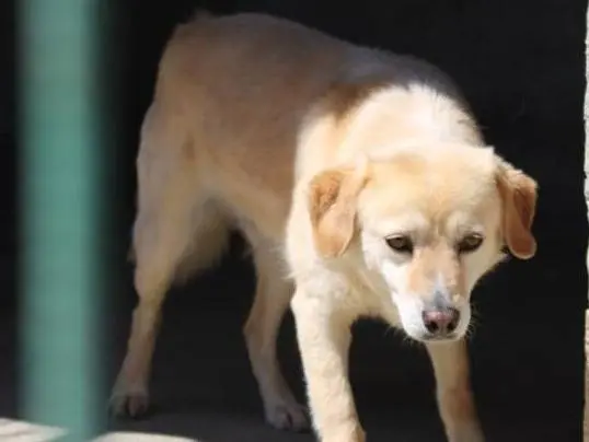 Adotta il cane Sam a Arezzo