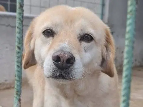 Adotta un cane, maschio, 10 anni e 2 mesi, Arezzo