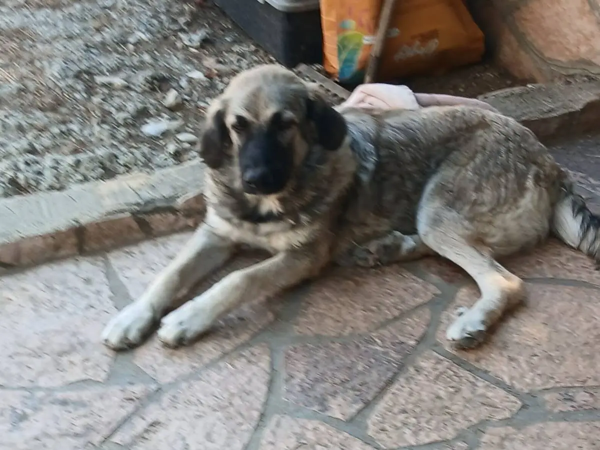 Vuoi adottare un cane a Udine?