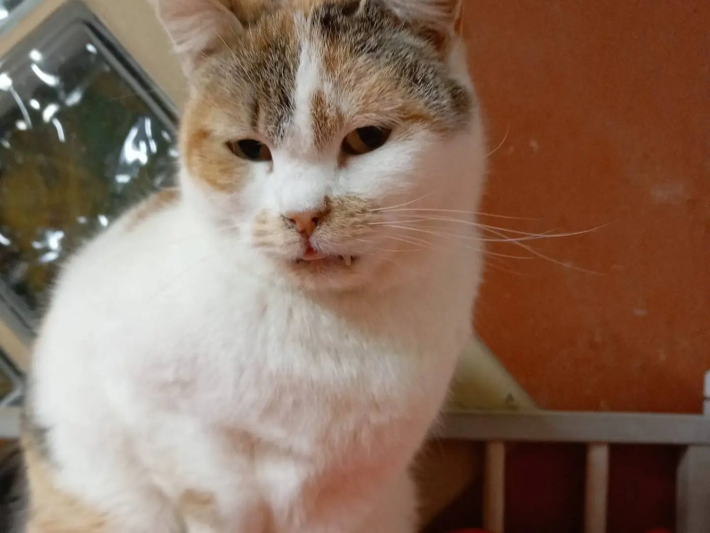Adotta un gatto, femmina, 12 anni e 9 mesi, Ravenna