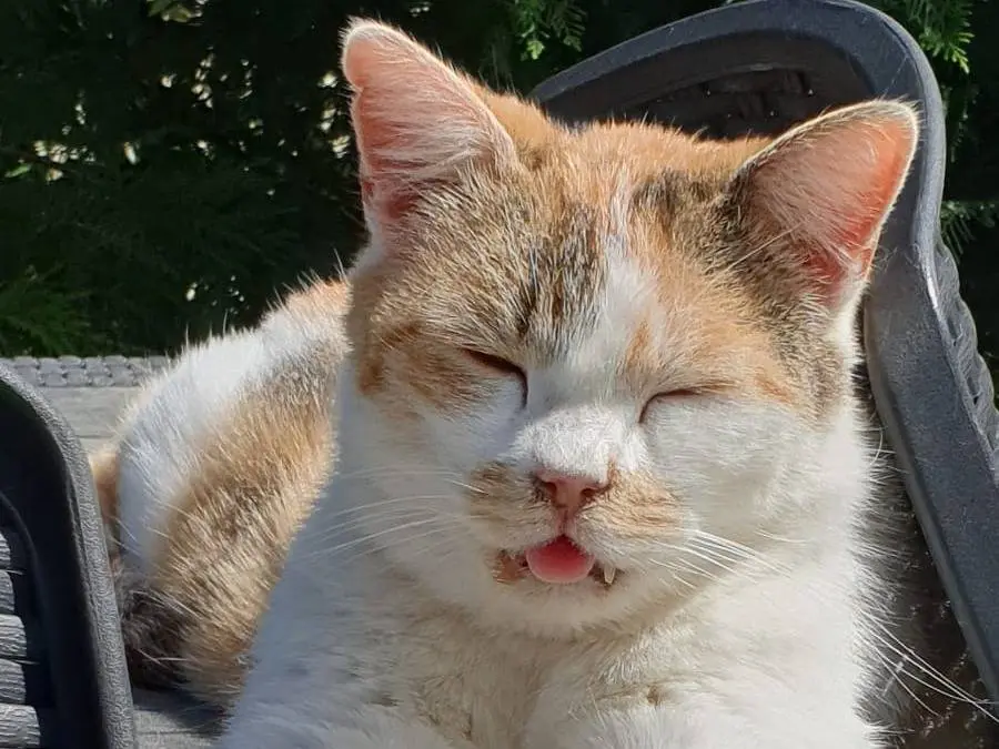 Adotta un gatto, taglia non valida, femmina, Ravenna