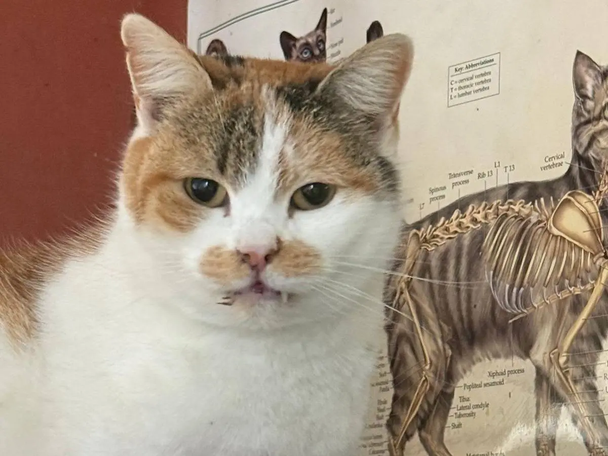 Adozione gatto, femmina, Razza sconosciuta Razza sconosciuta, 12 anni e 9 mesi, taglia non valida, Ravenna