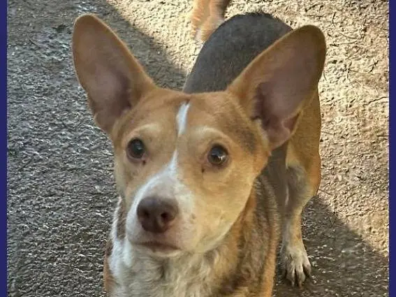 Adotta il cane BALLERINA a Caserta