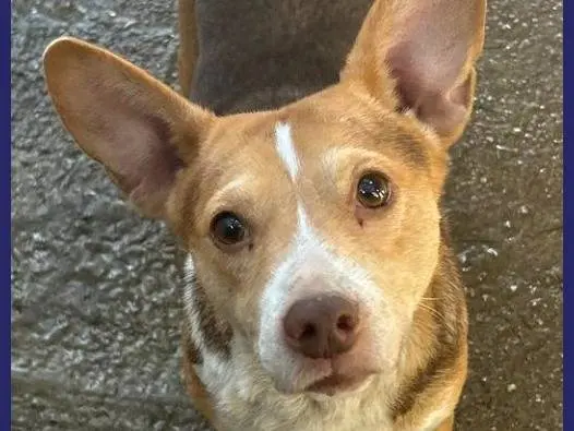 Adotta un cane, femmina, 5 anni e 7 mesi, Caserta