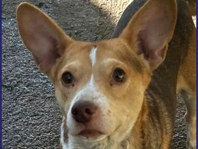 Adotta un cane, taglia piccola, femmina, Caserta
